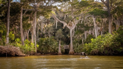 banyan trails