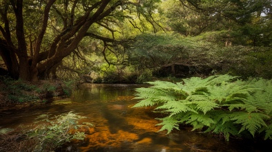 fern forest nature center