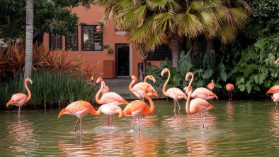 flamingo gardens