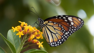 key west butterfly and nature conservatory