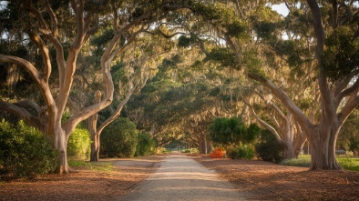 melaleuca gardens